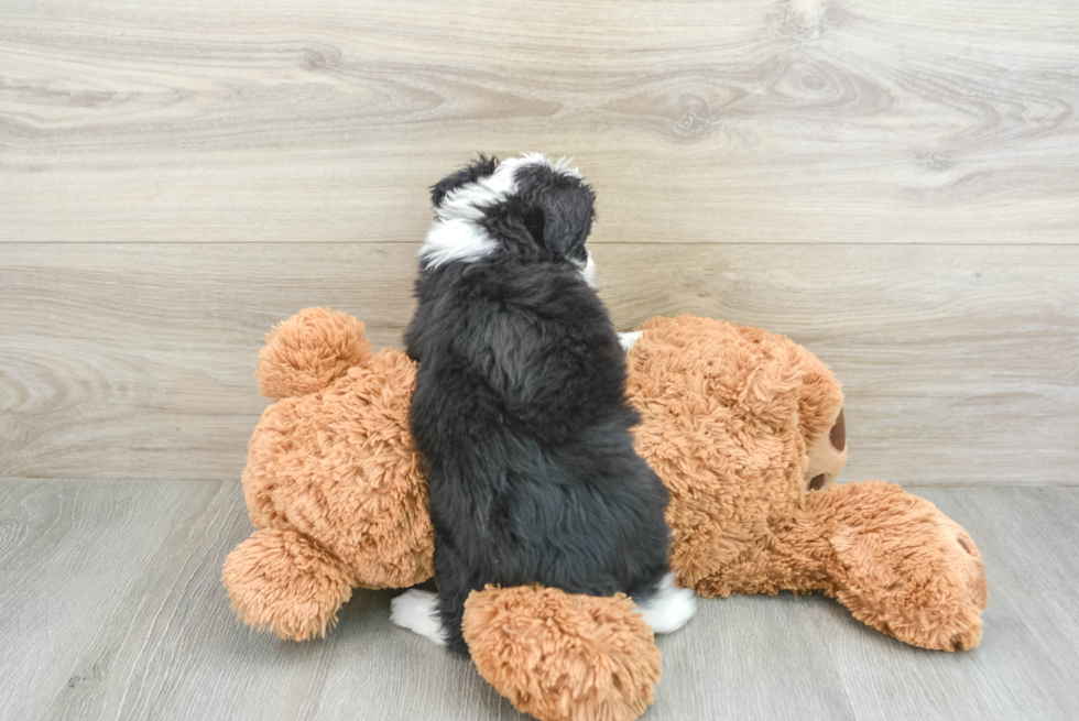Petite Mini Aussiedoodle Poodle Mix Pup