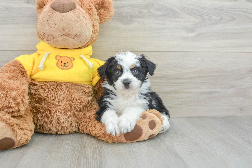 Popular Mini Aussiedoodle Poodle Mix Pup