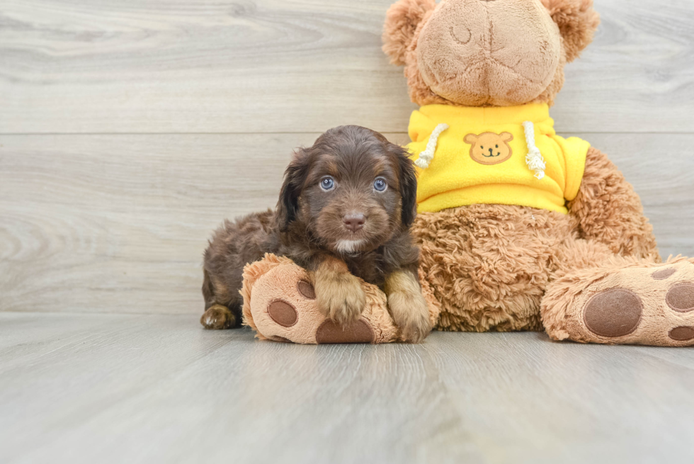 Energetic Aussie Poo Poodle Mix Puppy