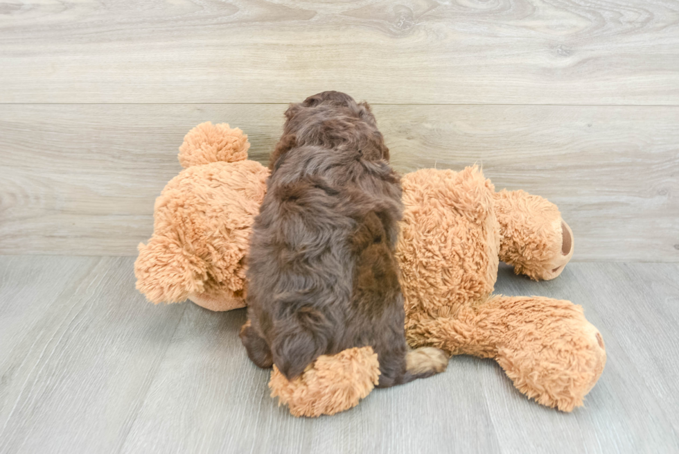 Popular Mini Aussiedoodle Poodle Mix Pup