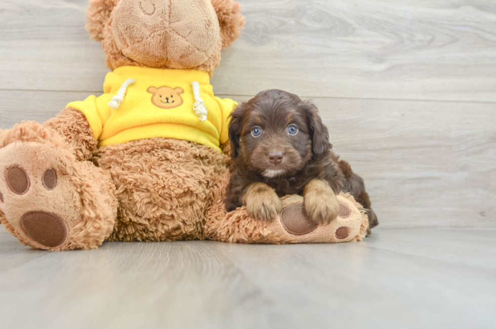 7 week old Mini Aussiedoodle Puppy For Sale - Puppy Love PR