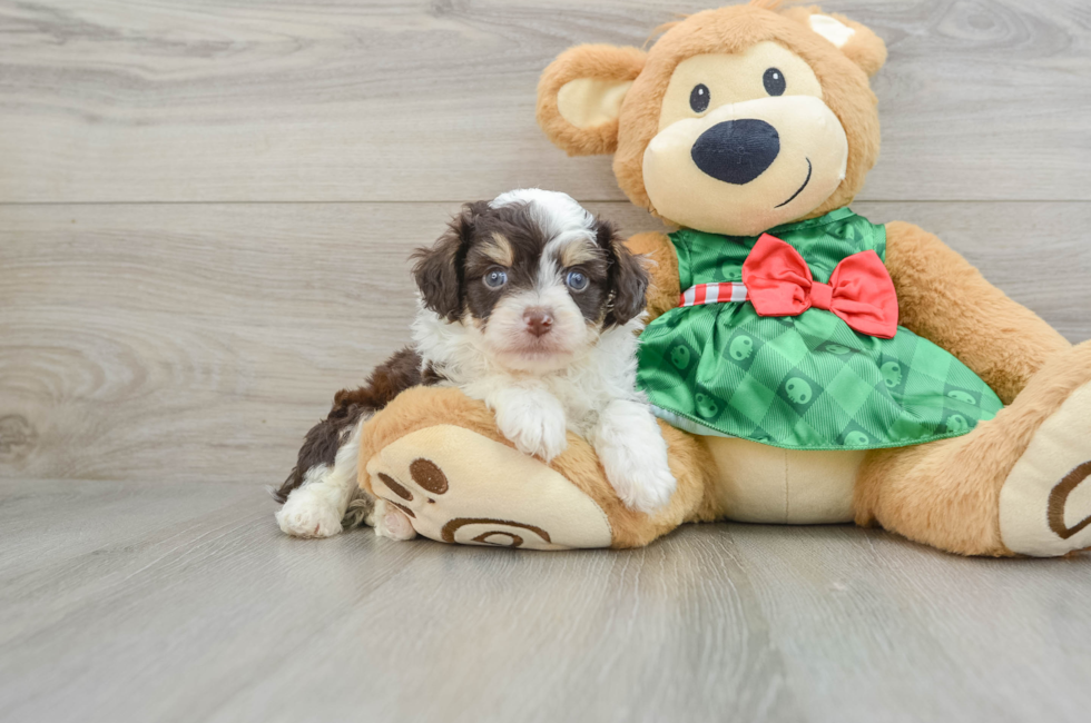 5 week old Mini Aussiedoodle Puppy For Sale - Puppy Love PR