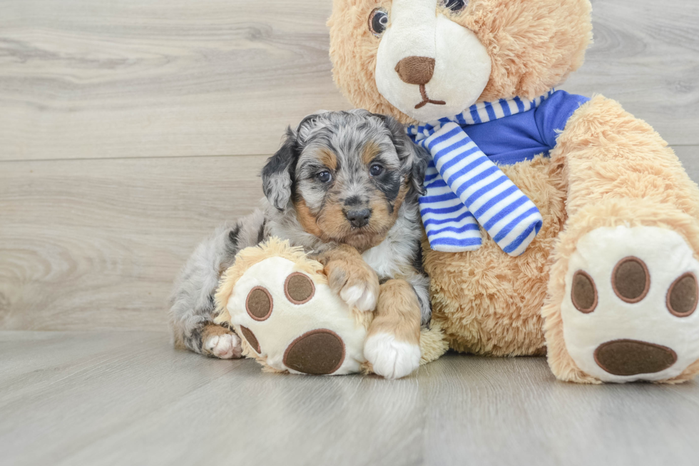 Mini Aussiedoodle Pup Being Cute