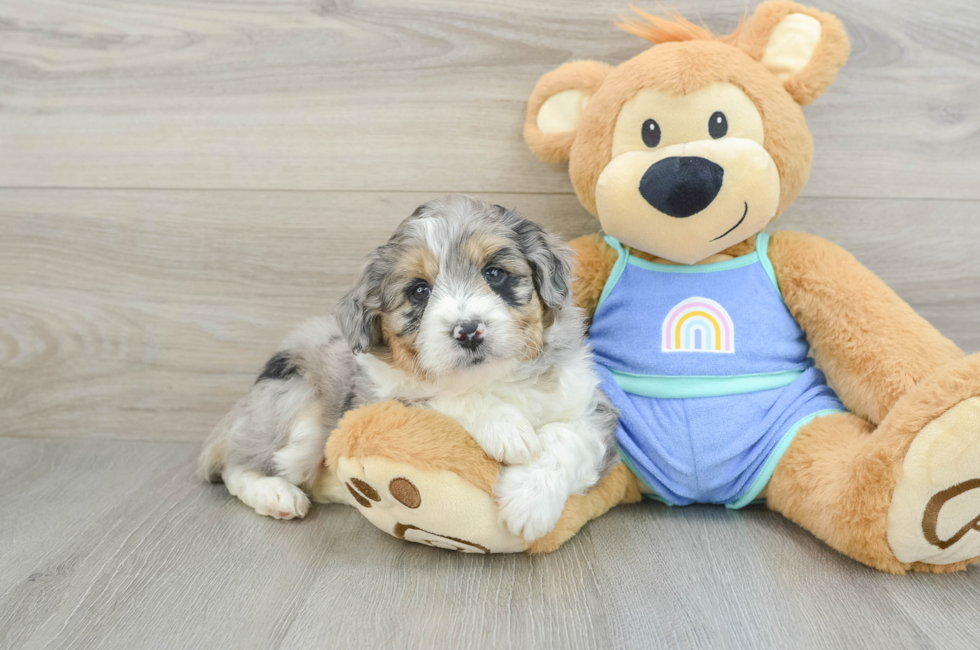 5 week old Mini Aussiedoodle Puppy For Sale - Puppy Love PR