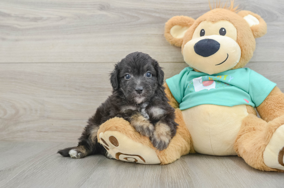 5 week old Mini Aussiedoodle Puppy For Sale - Puppy Love PR