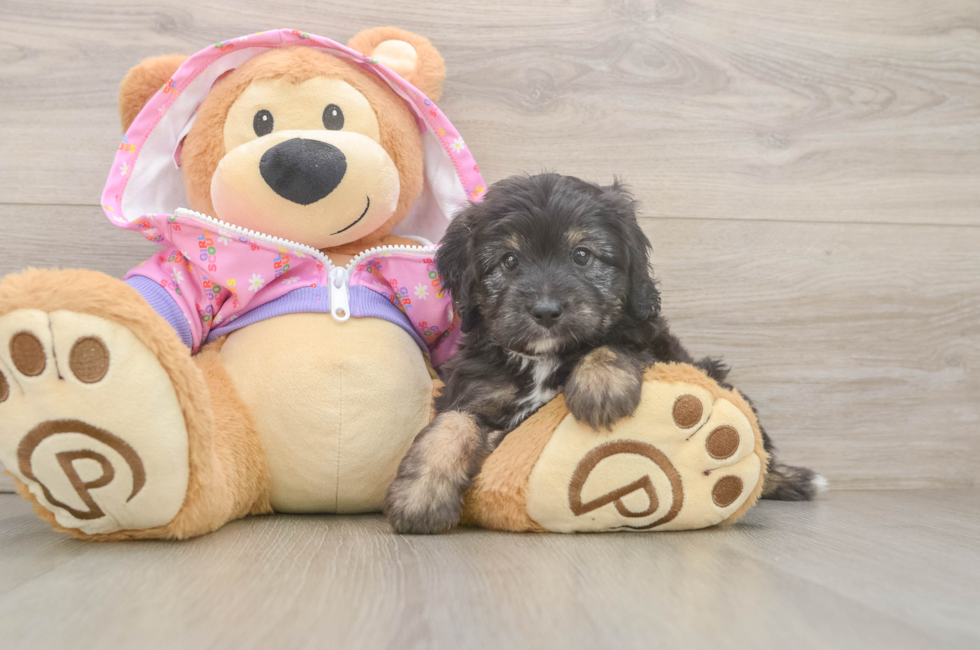 5 week old Mini Aussiedoodle Puppy For Sale - Puppy Love PR