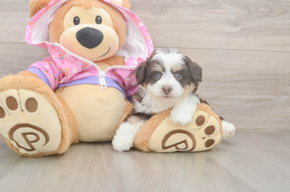 5 week old Mini Aussiedoodle Puppy For Sale - Puppy Love PR