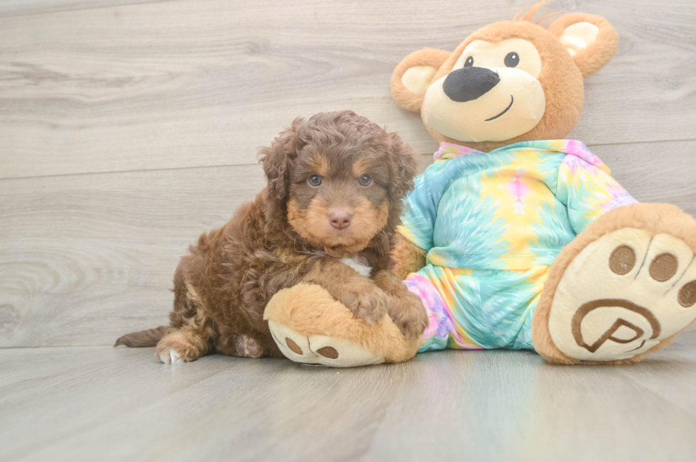 5 week old Mini Aussiedoodle Puppy For Sale - Puppy Love PR