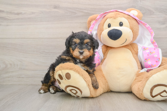 Playful Mini Aussiepoodle Poodle Mix Puppy