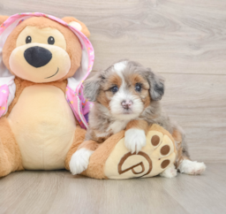7 week old Mini Aussiedoodle Puppy For Sale - Puppy Love PR
