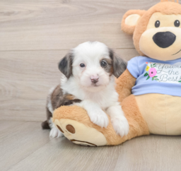 8 week old Mini Aussiedoodle Puppy For Sale - Puppy Love PR