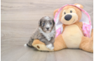 Small Mini Aussiedoodle Baby