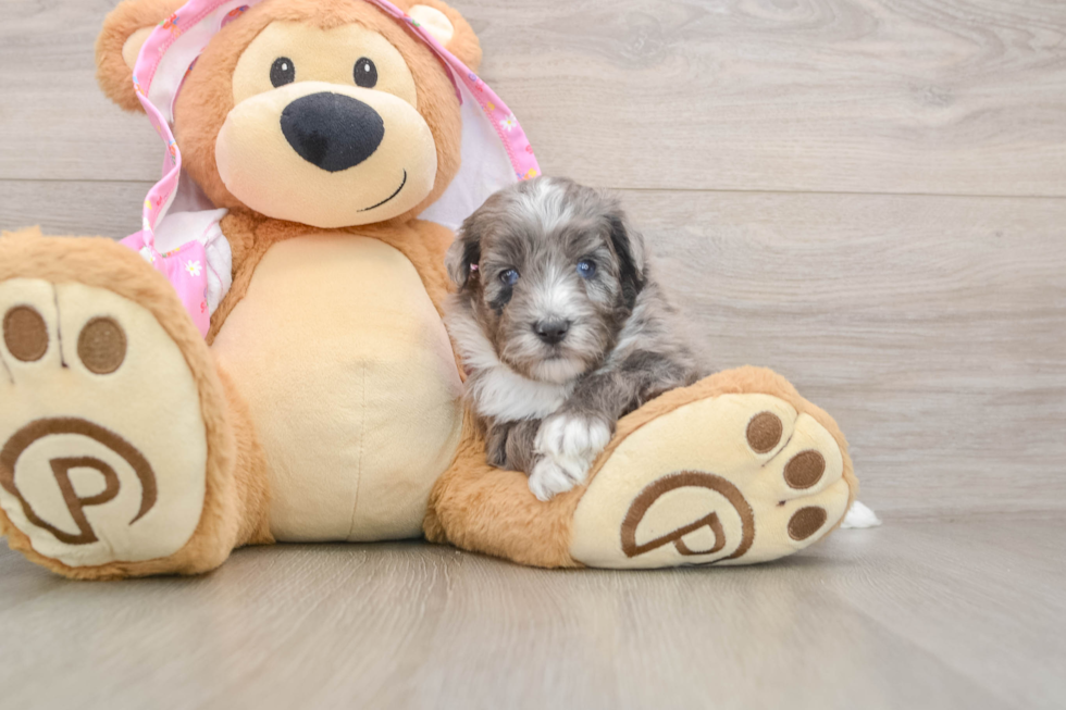 Friendly Mini Aussiedoodle Baby