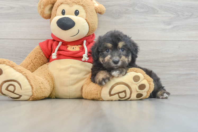 Meet Estee - our Mini Aussiedoodle Puppy Photo 1/3 - Puppy Love PR Playful Aussiepoo Poodle Mix Puppy