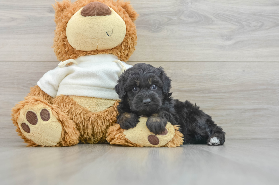 6 week old Mini Aussiedoodle Puppy For Sale - Puppy Love PR