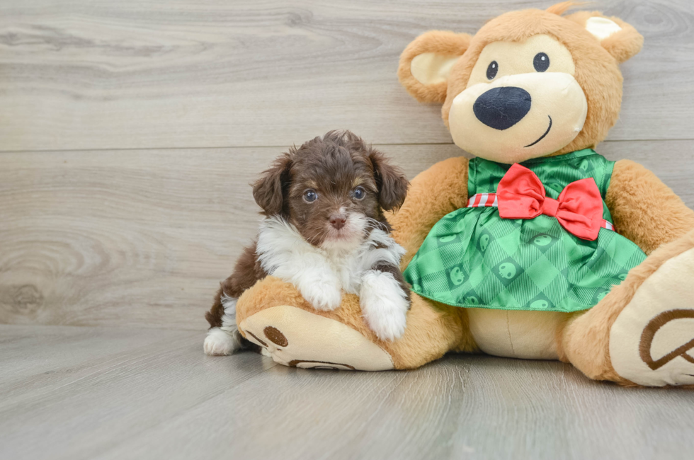 5 week old Mini Aussiedoodle Puppy For Sale - Puppy Love PR