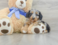 7 week old Mini Aussiedoodle Puppy For Sale - Puppy Love PR