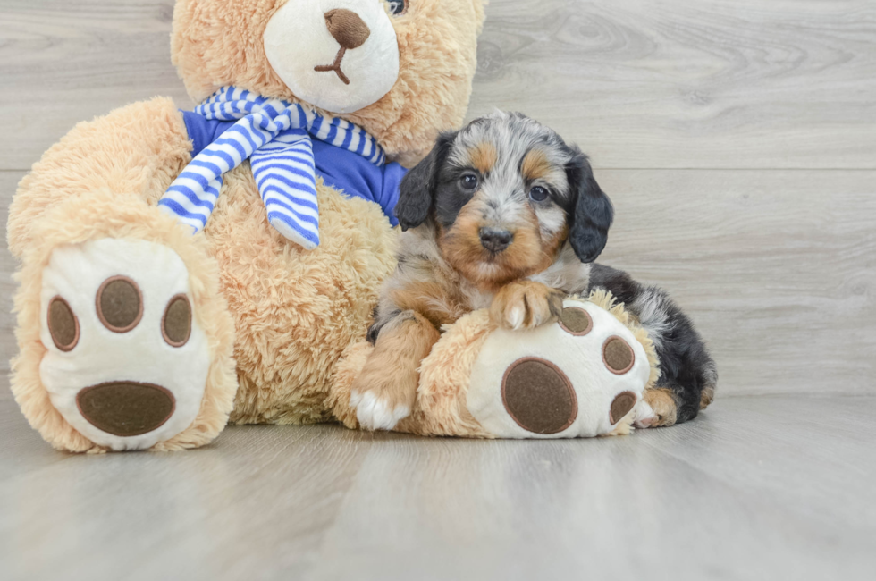 7 week old Mini Aussiedoodle Puppy For Sale - Puppy Love PR