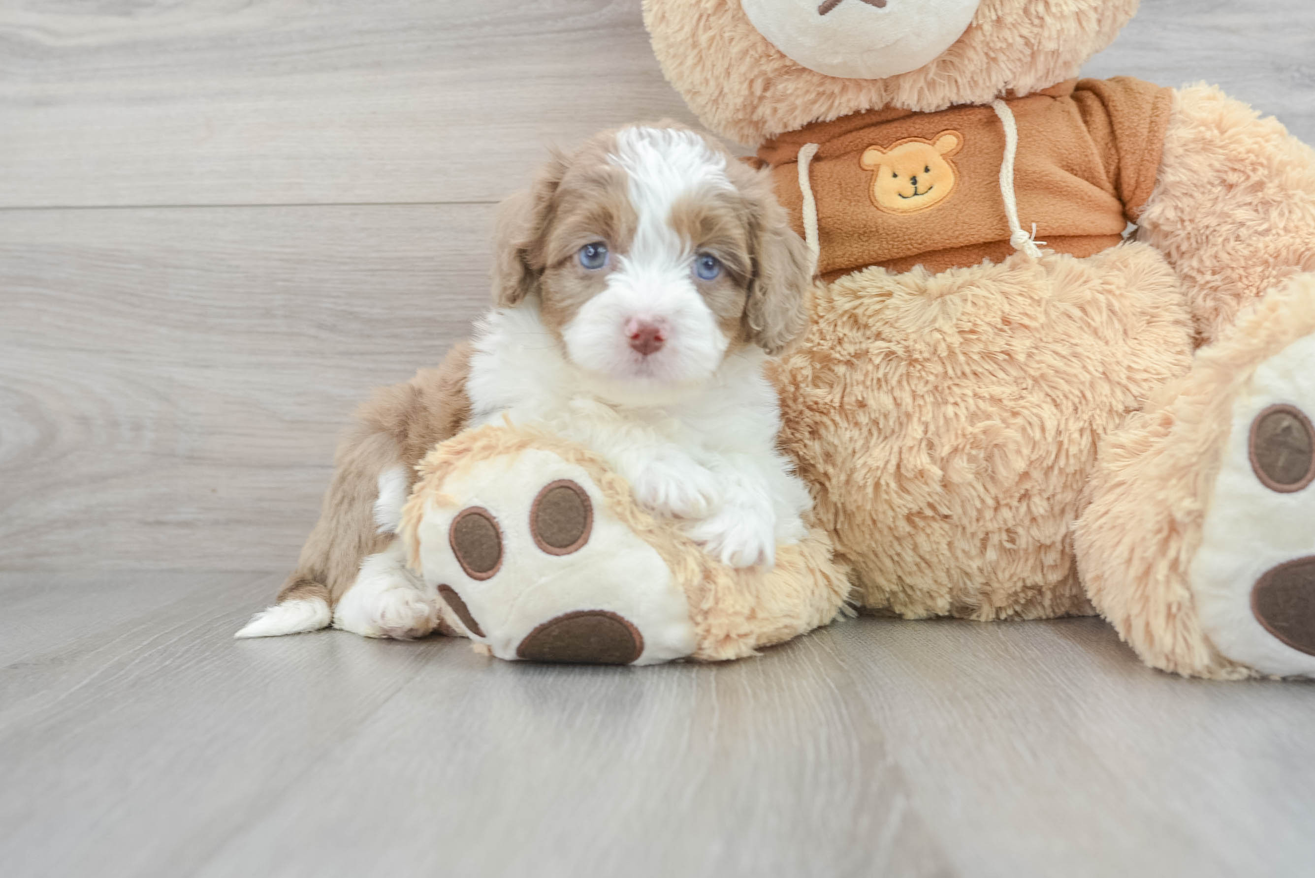 Adorable Aussiepoo Poodle Mix Puppy