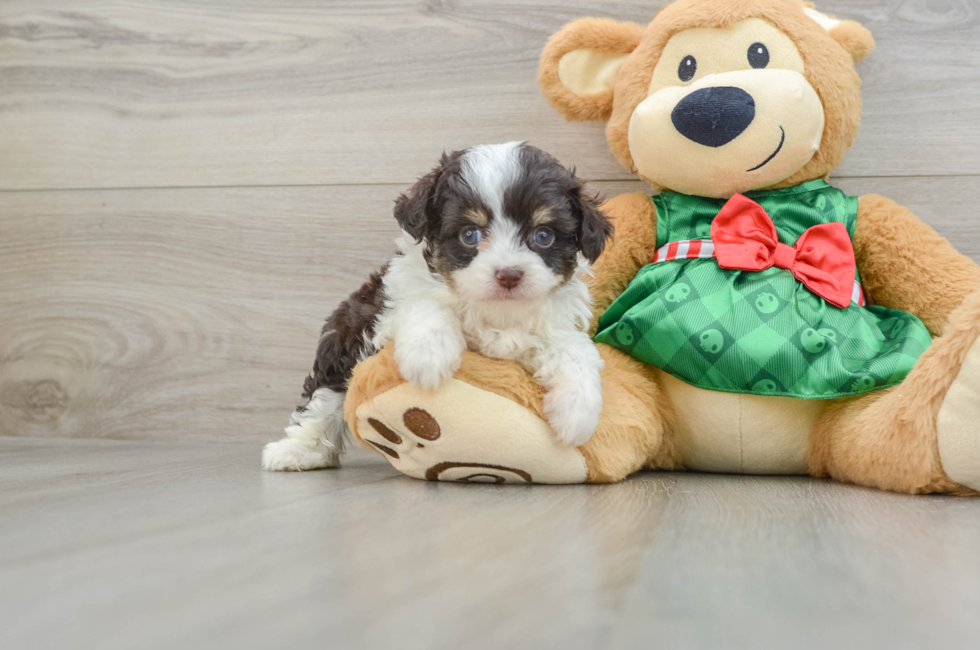 5 week old Mini Aussiedoodle Puppy For Sale - Puppy Love PR