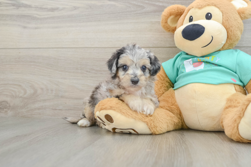5 week old Mini Aussiedoodle Puppy For Sale - Puppy Love PR