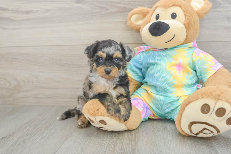 Mini Aussiedoodle Pup Being Cute