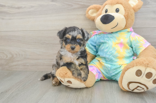 Mini Aussiedoodle Pup Being Cute