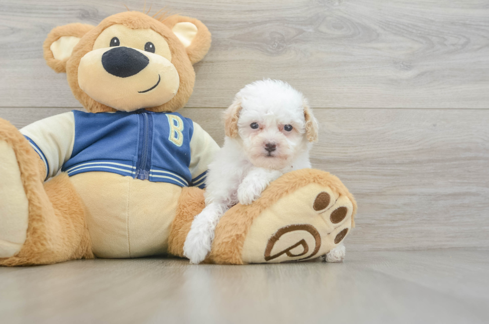 5 week old Mini Aussiedoodle Puppy For Sale - Puppy Love PR