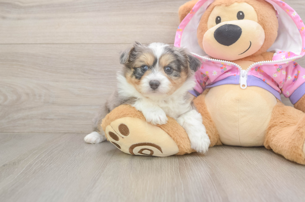 5 week old Mini Aussiedoodle Puppy For Sale - Puppy Love PR