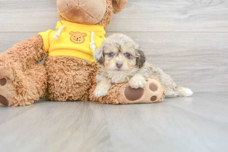 Meet Fabi - our Mini Aussiedoodle Puppy Photo 1/3 - Puppy Love PR Sweet Mini Aussiedoodle Baby