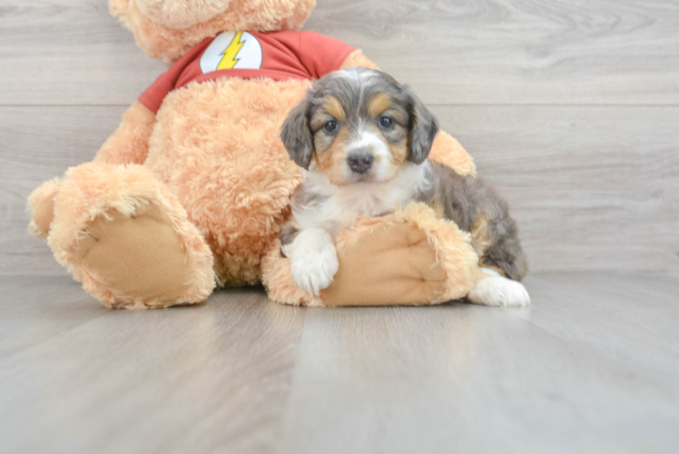 Meet Fabi - our Mini Aussiedoodle Puppy Photo 1/3 - Puppy Love PR Best Mini Aussiedoodle Baby