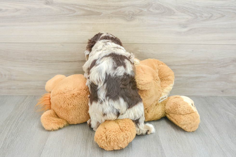 Best Mini Aussiedoodle Baby