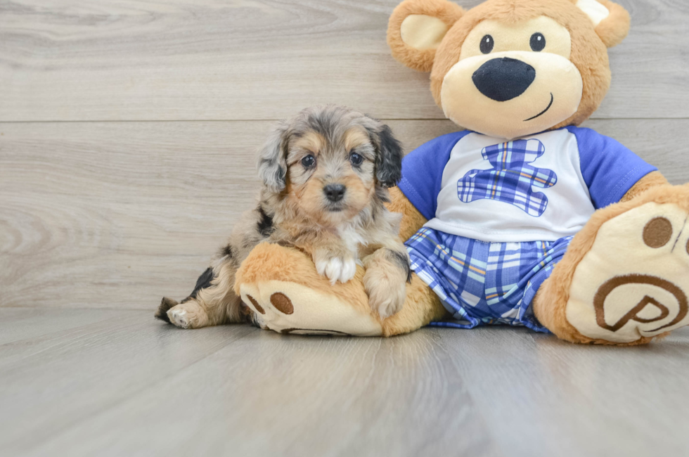 6 week old Mini Aussiedoodle Puppy For Sale - Puppy Love PR