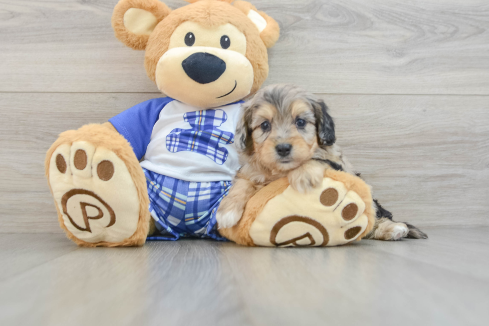 Best Mini Aussiedoodle Baby