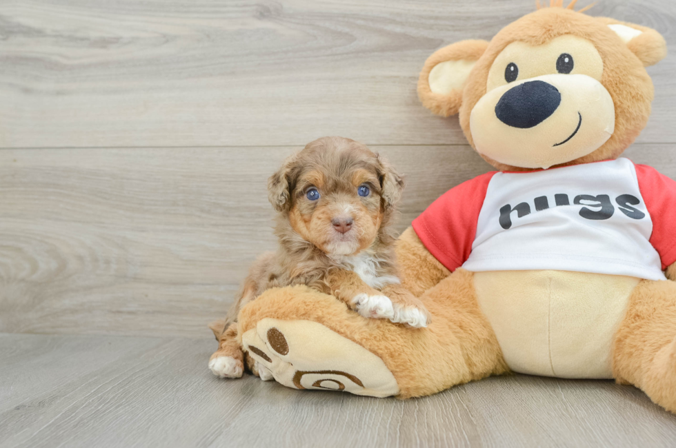 5 week old Mini Aussiedoodle Puppy For Sale - Puppy Love PR