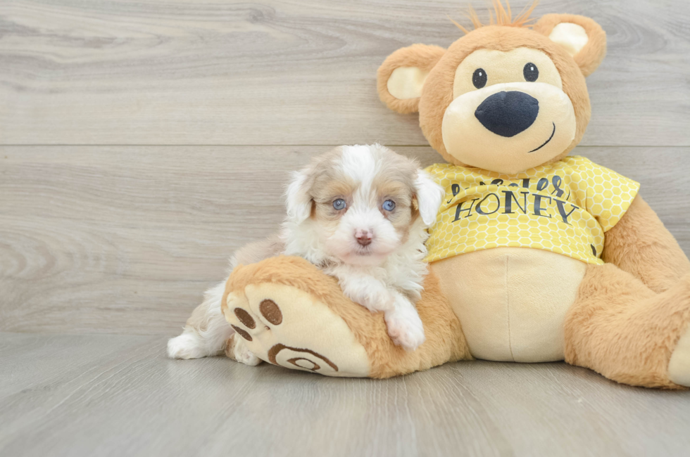 6 week old Mini Aussiedoodle Puppy For Sale - Puppy Love PR