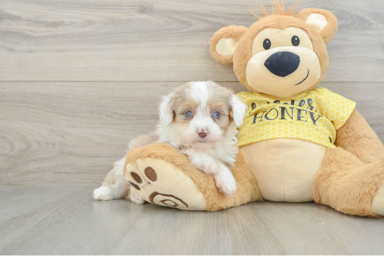 Meet Fabi - our Mini Aussiedoodle Puppy Photo 1/3 - Puppy Love PR Mini Aussiedoodle Puppy for Adoption