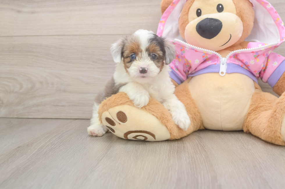 5 week old Mini Aussiedoodle Puppy For Sale - Puppy Love PR