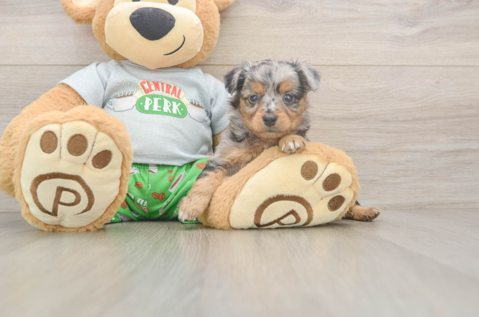 5 week old Mini Aussiedoodle Puppy For Sale - Puppy Love PR