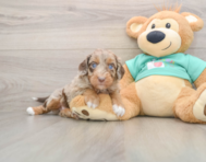 5 week old Mini Aussiedoodle Puppy For Sale - Puppy Love PR