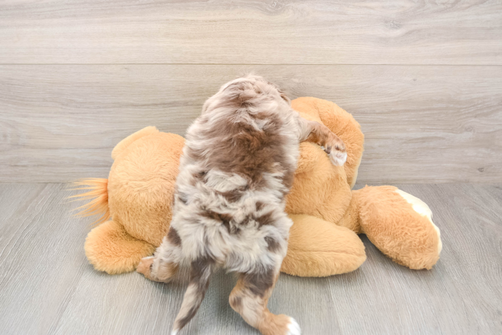 Best Mini Aussiedoodle Baby