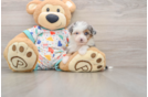Petite Mini Aussiedoodle Poodle Mix Pup