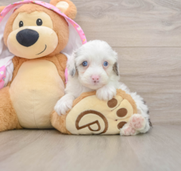 7 week old Mini Aussiedoodle Puppy For Sale - Puppy Love PR
