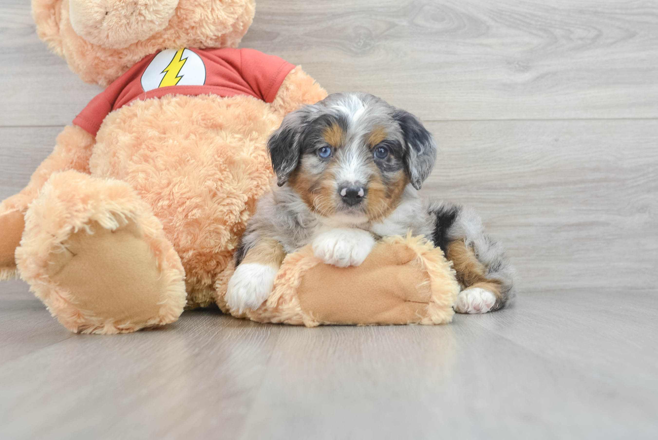 Little Aussiepoo Poodle Mix Puppy