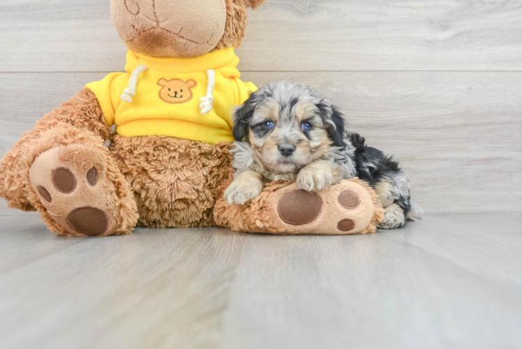 Meet Falk - our Mini Aussiedoodle Puppy Photo 1/3 - Puppy Love PR Mini Aussiedoodle Puppy for Adoption