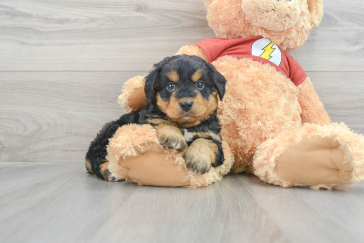 Meet Falk - our Mini Aussiedoodle Puppy Photo 1/3 - Puppy Love PR Mini Aussiedoodle Puppy for Adoption