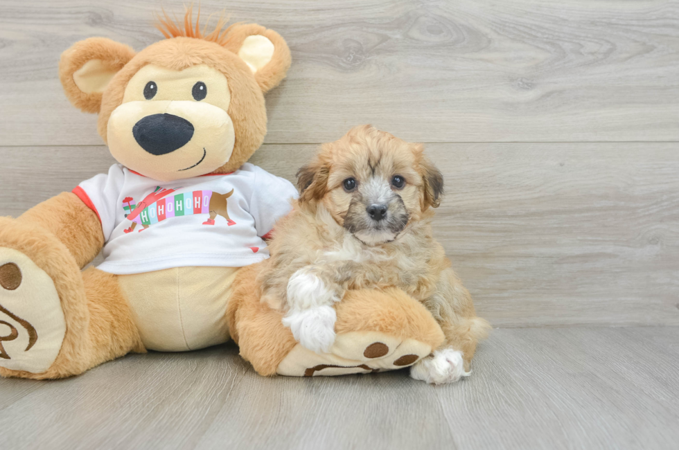 5 week old Mini Aussiedoodle Puppy For Sale - Puppy Love PR