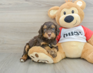 7 week old Mini Aussiedoodle Puppy For Sale - Puppy Love PR