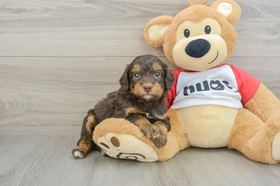 5 week old Mini Aussiedoodle Puppy For Sale - Puppy Love PR