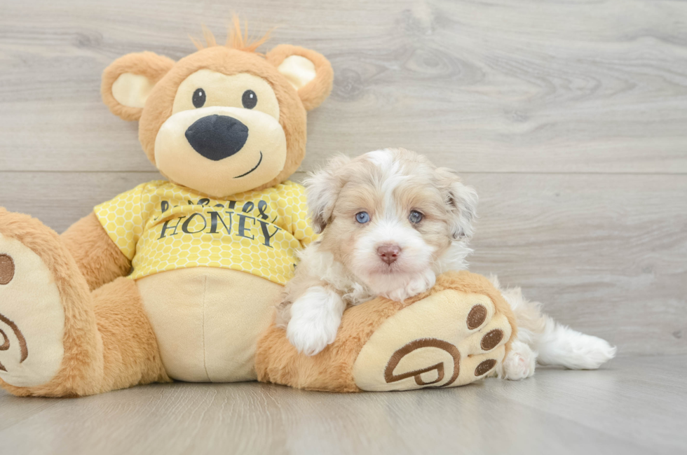 6 week old Mini Aussiedoodle Puppy For Sale - Puppy Love PR